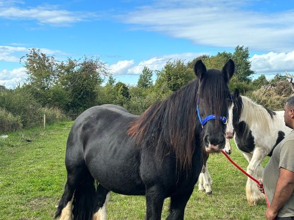 Heavy mare - Main image