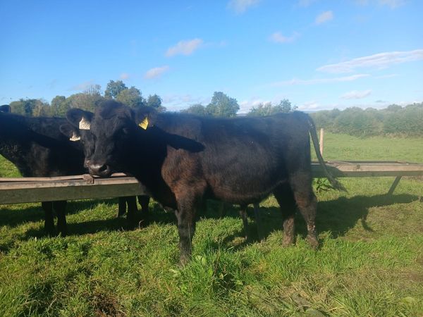 Bull runners - Main image