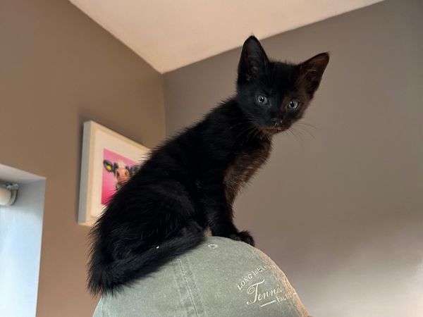 House Kittens - Main image