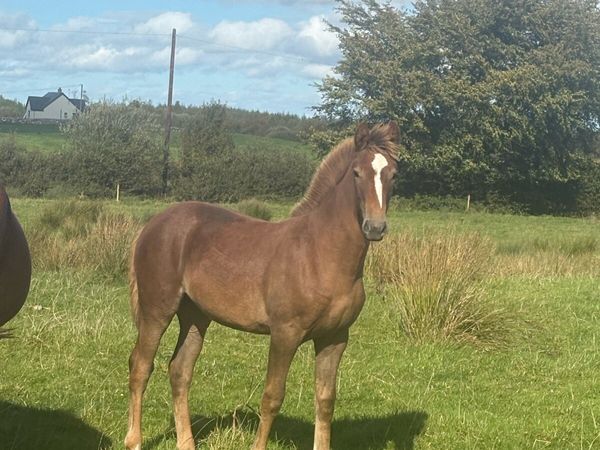 Two Rid filly foals - Main image