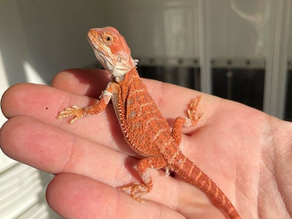 Hypo bearded dragon - Main image
