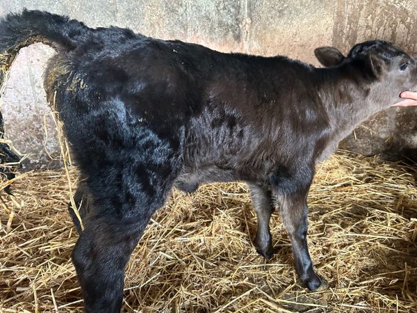Calf - Main image