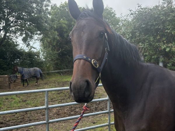 3yo Affinisea filly - Main image