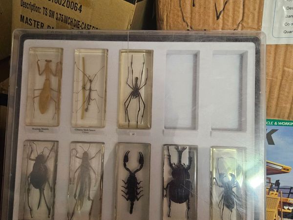 Insects in Resin Display - Main image