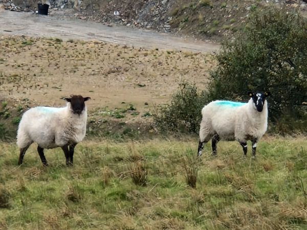 Hoggets - Main image