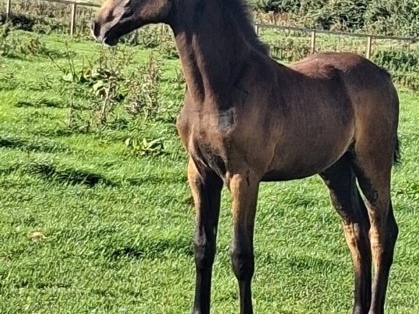 Foal’s - Main image