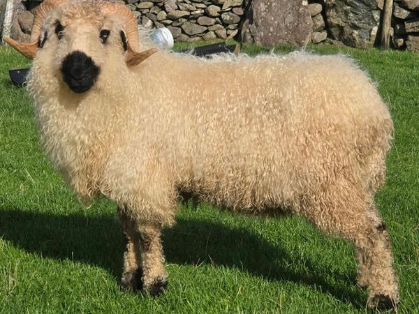 Valais blacknose hogget - Main image