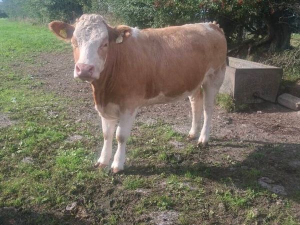 Simmental Heifers - Main image