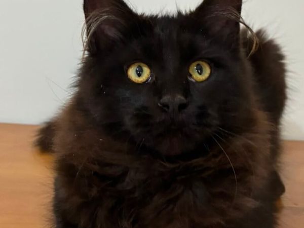 Maine coon kittens - Main image
