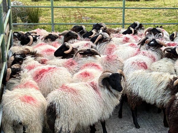 Blackface Ram Lambs - Main image