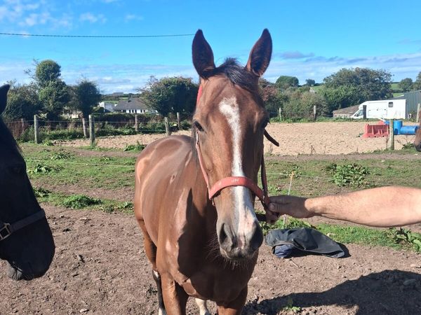 8yo Shirocco mare - Main image
