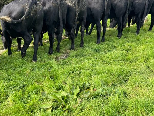 AA heifers - Main image