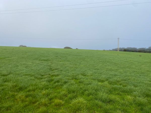 Grass - Main image