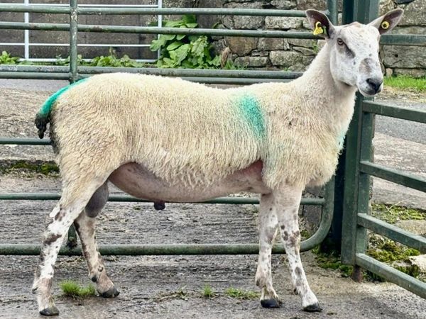 Bluefaced Leicester Ram - Main image