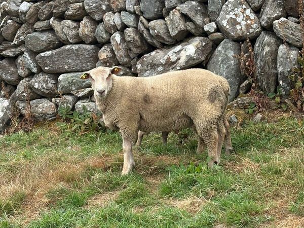5⭐️ PBR Charollais Rams - Main image