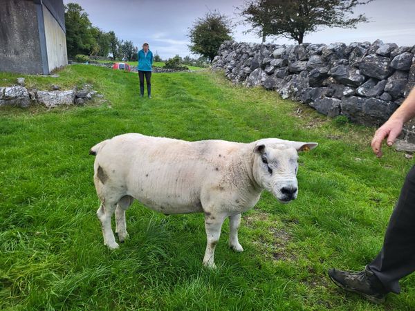 Livestock - Main image