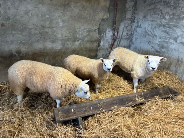 Rams - Main image