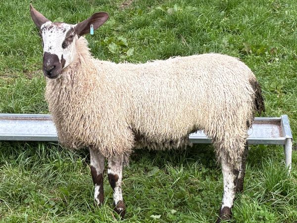 Bluefaced Leicester Ewes for Sale - Main image