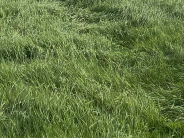 Meadow for sale, - Main image