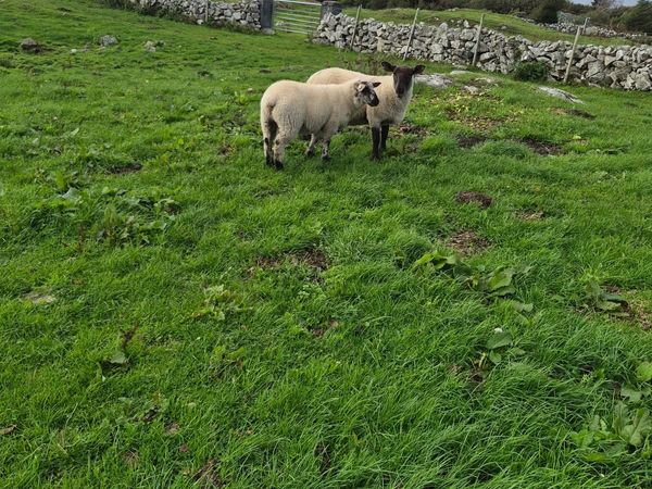 Sheep - Main image