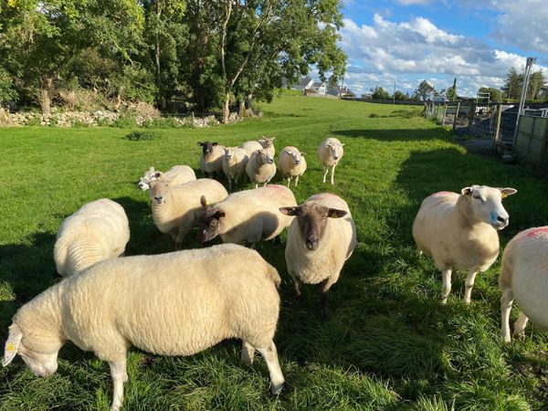 Belclare Cross Ewes For Sale - Main image