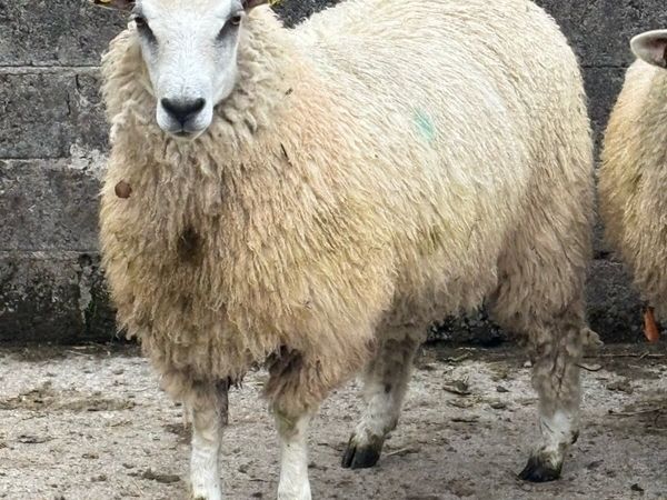 Romney Mule Ewe Lambs x 4 - Main image