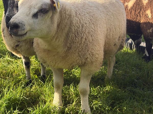 Texel Ram Lambs - Main image
