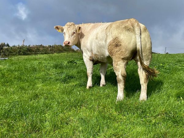 Incalf Cf52  Ennis mart 22nd - Main image