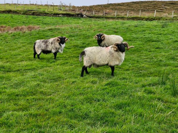 Blackface Age Rams - Main image