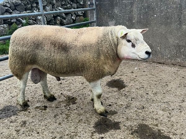 Outstanding Purebred stock ram - Main image