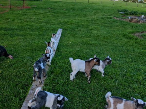 Pygmy Goats - Main image