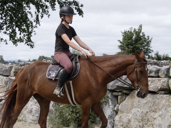 Broken and Ridden Gelding - Main image