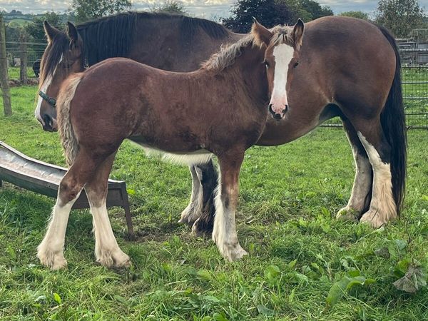 🌟quality filly foals 🌟 - Main image