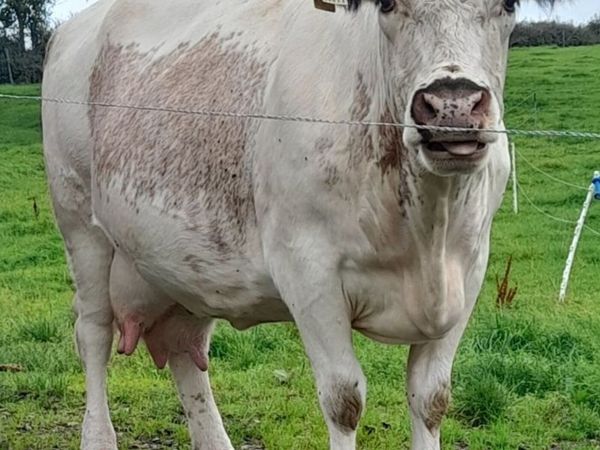 PBR Irish moiled cow - Main image