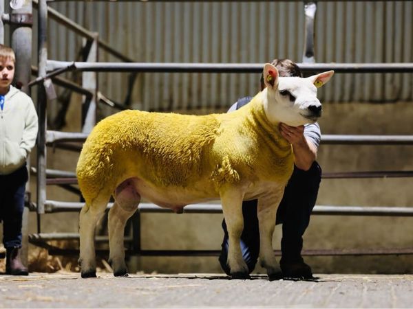 North East Texel Club Ram sale Carnaross mart - Main image