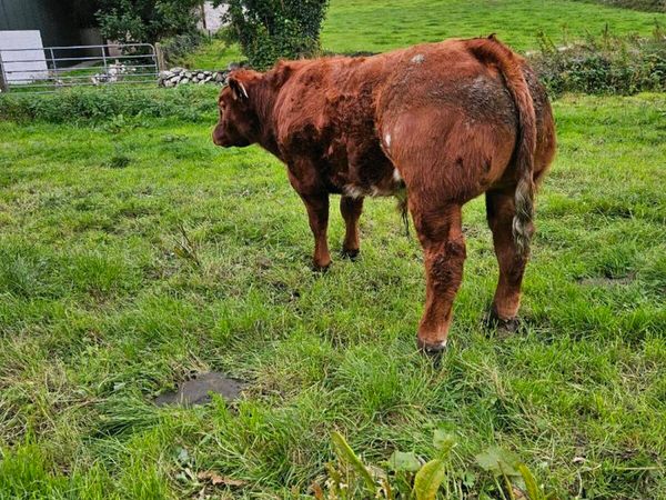 Show calf  Ennis mart 22nd - Main image