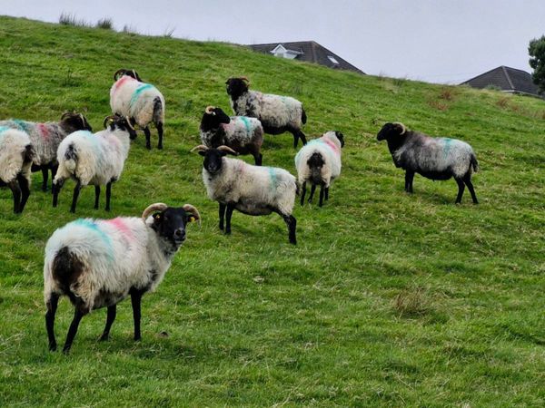 Mountain Ewes - Main image