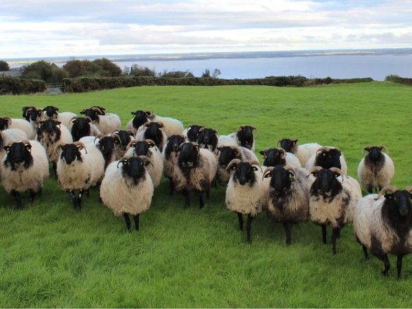 Mayo-Connemara Hoggets For Sale - Main image