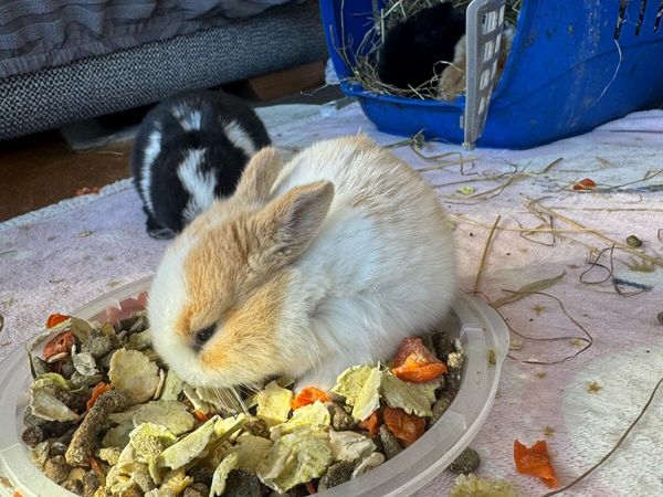 Rabbits - Main image