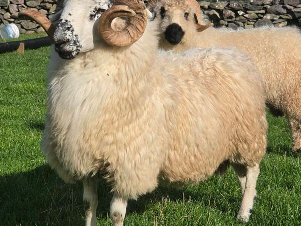 Organic SIS dingle scotch hogget ram - Main image