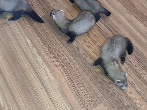 Ferrets - Main image