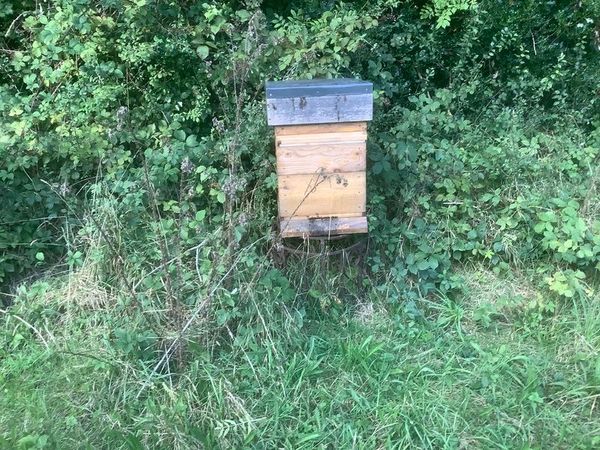 Bee hive - Main image