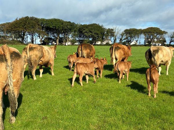 Heifers + Calves - Main image