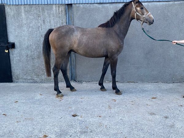 Sport Horse - Main image