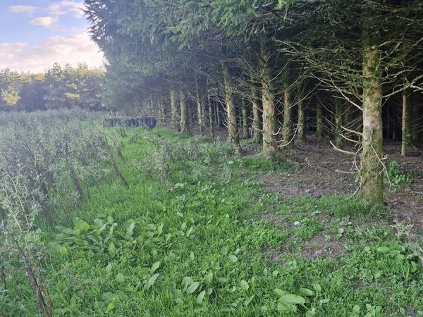 Timber - Main image