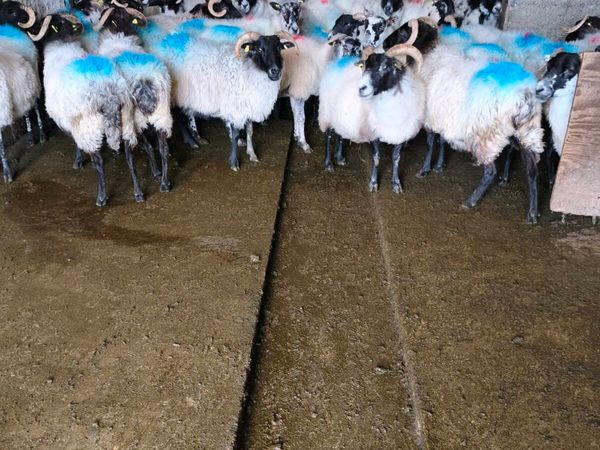 Ewe's - Main image