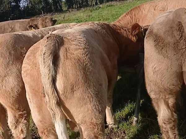 Weanlings - Main image