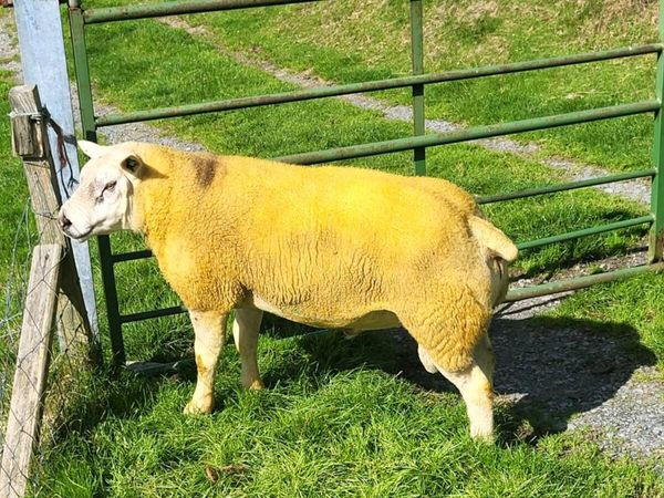 Texel ram - Main image