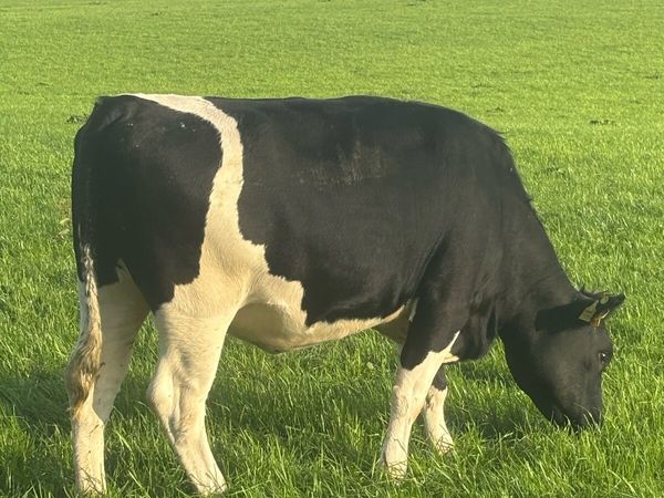 18 incalf Ped Reg BF heifers - Main image