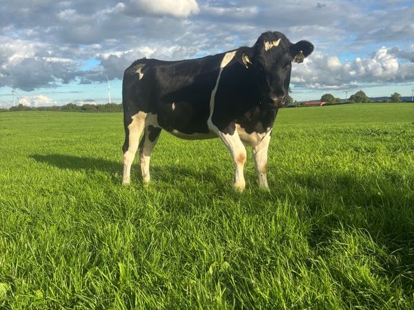 18 incalf Ped Reg BF heifers - Main image